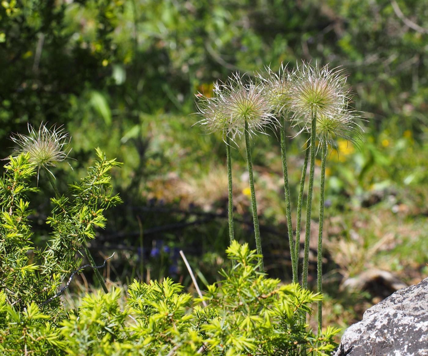 Pasque flower fruit